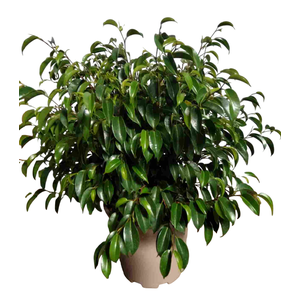 Ficus overig gemengd 3 soorten