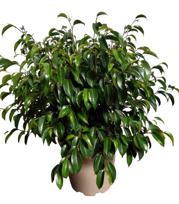 <h4>Ficus overig gemengd 3 soorten</h4>