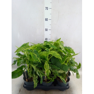 Syngonium podop. 'Mottled'