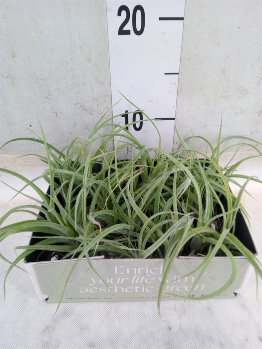 <h4>Tillandsia</h4>