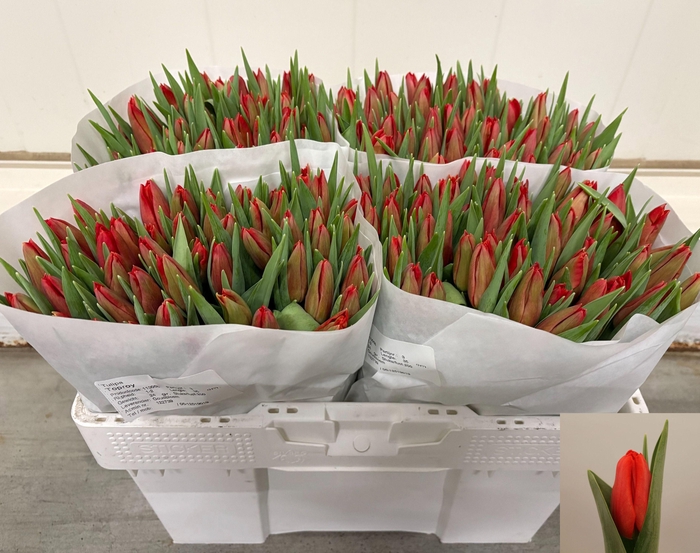 <h4>TU EN TOPROY</h4>