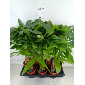 Pachira aquatica