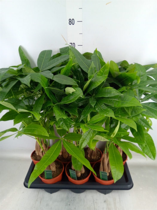 <h4>Pachira aquatica</h4>