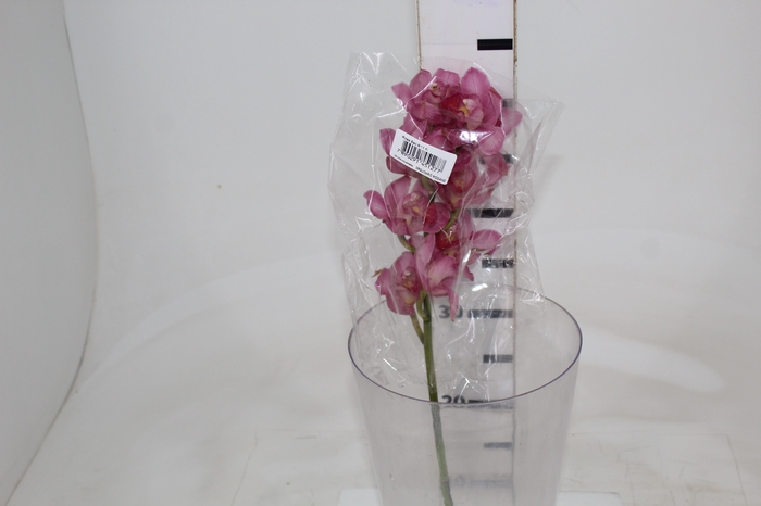 <h4>CYMBIDIUM HT MIN 9 FLS ROSA ESCURO</h4>