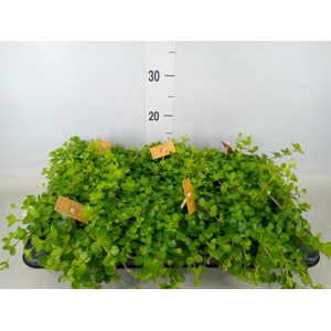 Peperomia rotundifolia