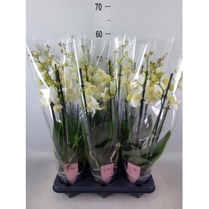 Phalaenopsis  'Ant Inverness'