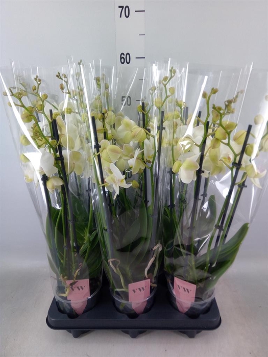 <h4>Phalaenopsis  'Ant Inverness'</h4>