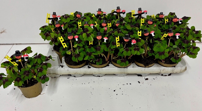 <h4>OXALIS DEPPEI</h4>