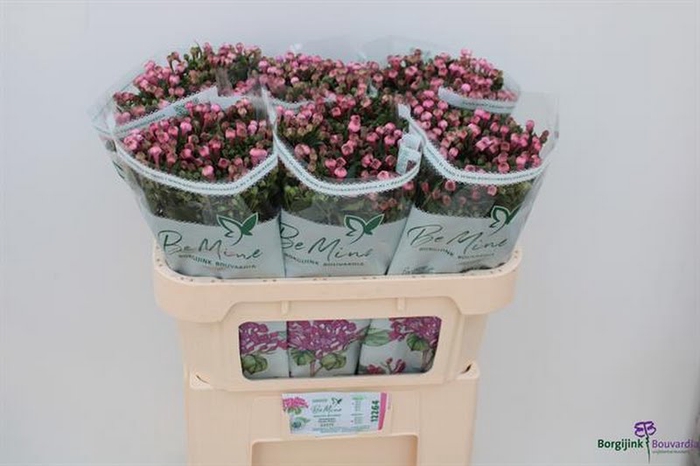 <h4>Bouvardia Diamond Dark Pink</h4>