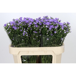 Aster Cassandra