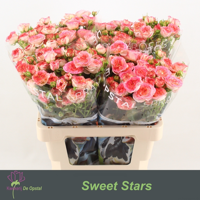 <h4>R Tr Sweet Stars Opstal</h4>