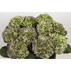 Hydrangea verena blue classic