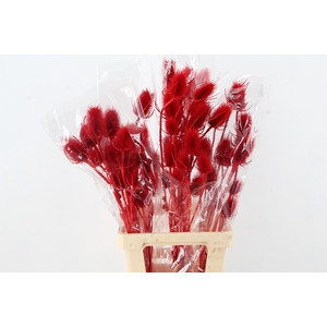 DF Dipsacus Red Bs 130g