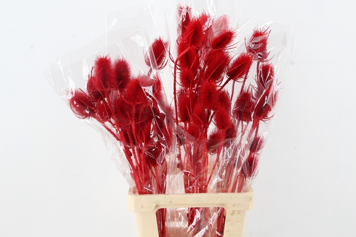 <h4>DF Dipsacus Red Bs 130g</h4>