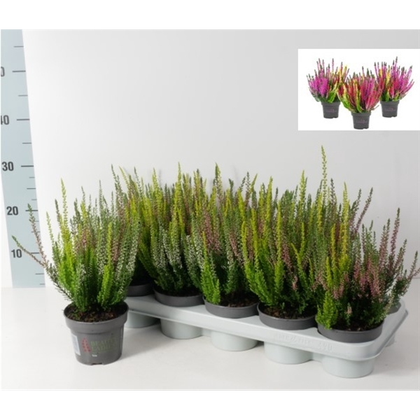 <h4>Calluna vulgaris Beauty Ladies Trios P12</h4>