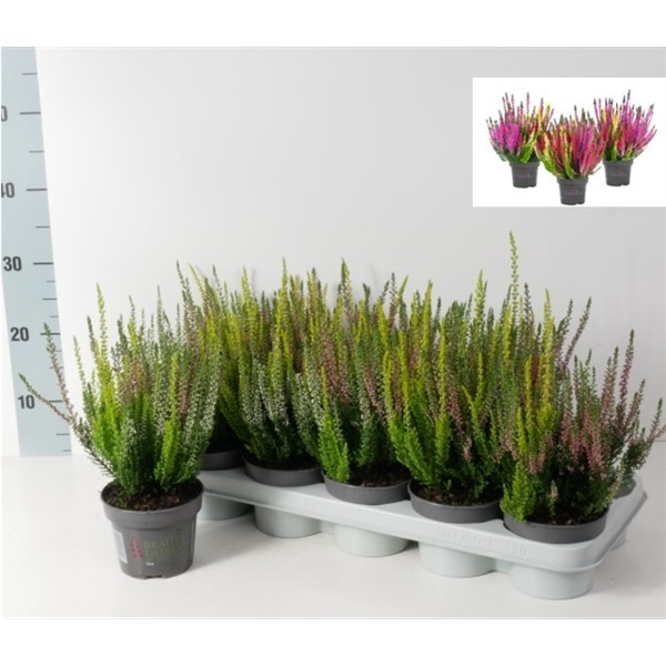 Calluna vulgaris Beauty Ladies Trio P12