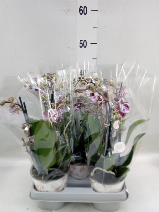 <h4>Phalaenopsis ...mix</h4>