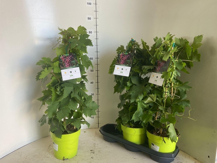 <h4>VITIS VINIFERA</h4>