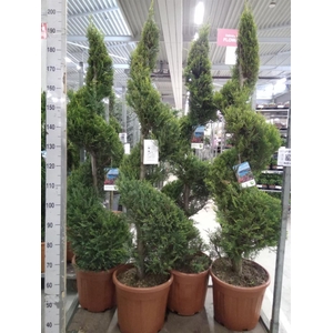 xCupressocyparis ley.   ...