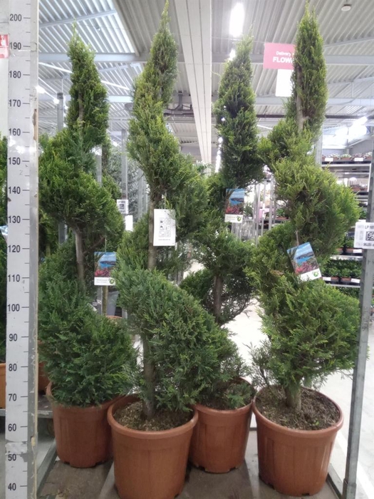 <h4>xCupressocyparis ley.   ...</h4>