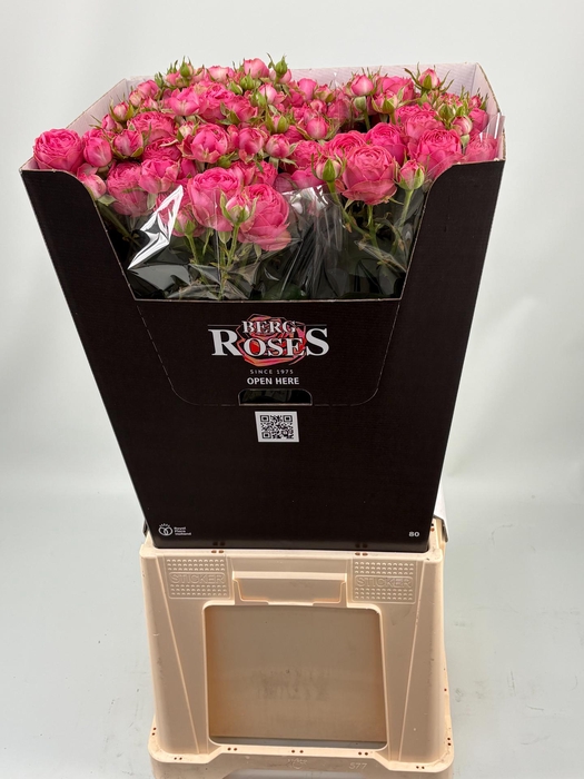 <h4>R TR GISELLE! 80 cm</h4>