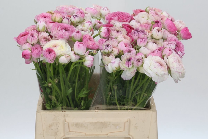 Ranunculus Elegance Cappucino Pink