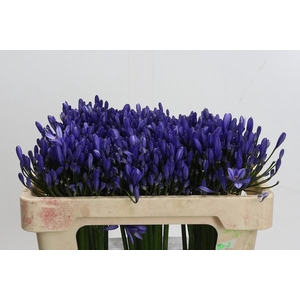 Agapanthus Uri