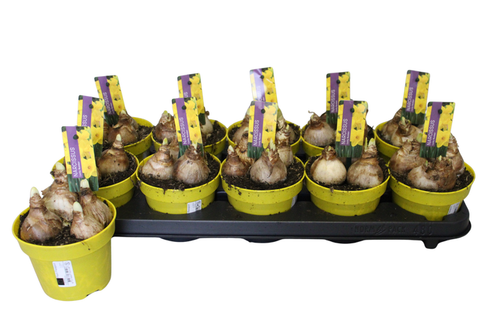 Bol op pot Narcis Lucky Number