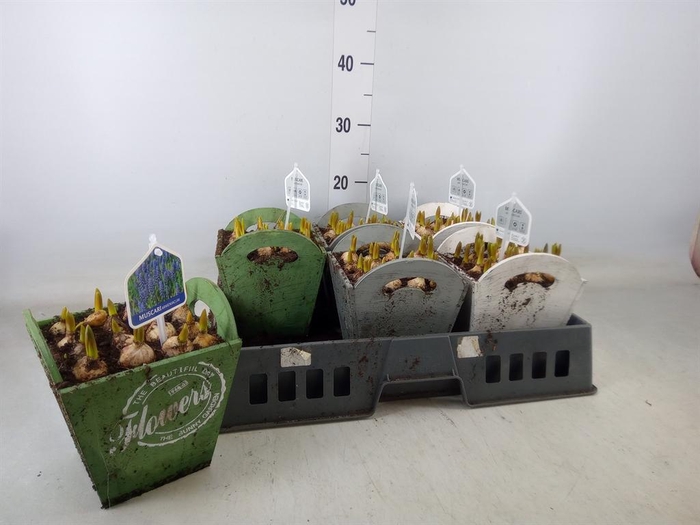 <h4>Arr.  Muscari L%</h4>