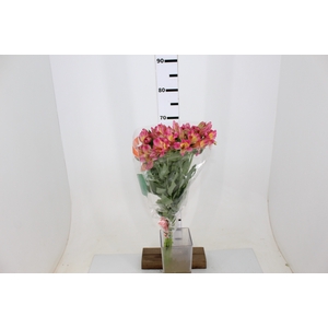 ALSTROEMERIA CHANEL 080 CM