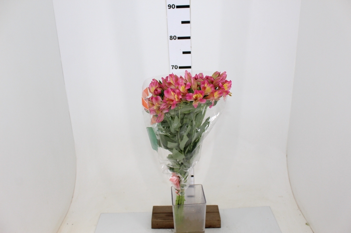ALSTROEMERIA CHANEL 080 CM