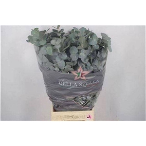 EUC CINEREA PER BOS