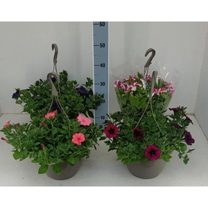 .Petunia overig