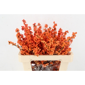 ILEX VE WINTER GOLD 50CM