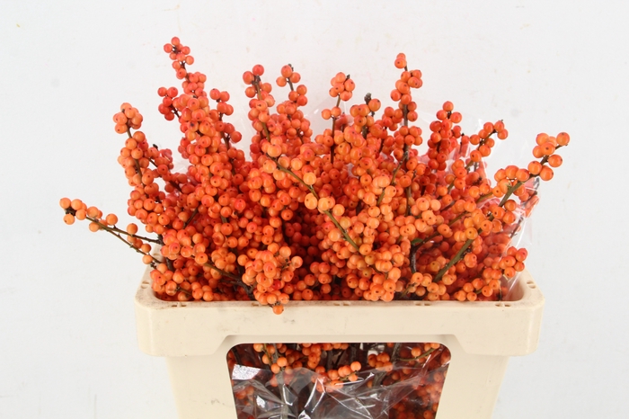 <h4>ILEX VE WINTER GOLD 50CM</h4>