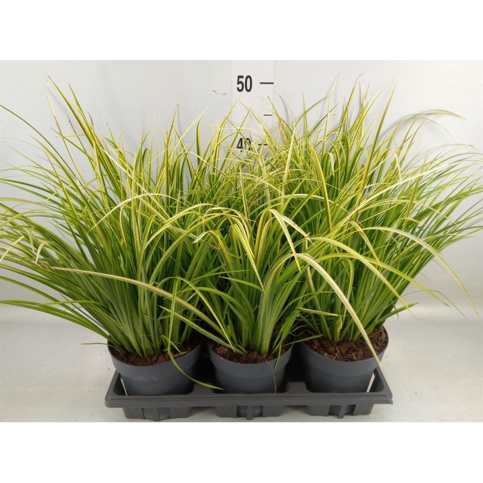 <h4>Acorus gramineus 'Ogon'</h4>