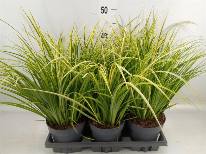 <h4>Acorus gramineus 'Ogon'</h4>