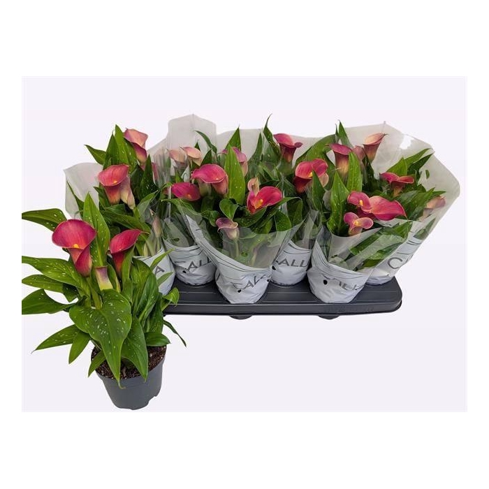 <h4>ZANT RED ALERT</h4>