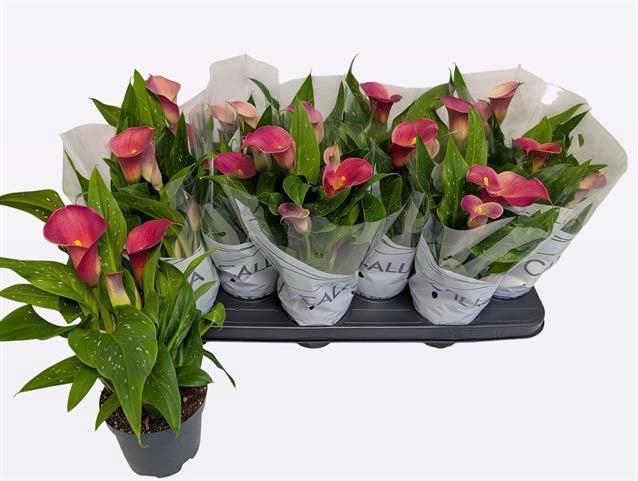 <h4>ZANT RED ALERT</h4>