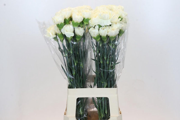 <h4>Dianthus St Rodas Creme</h4>