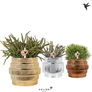 Kolibri Greens Rhipsalis mix in Allure Shiny pot mix