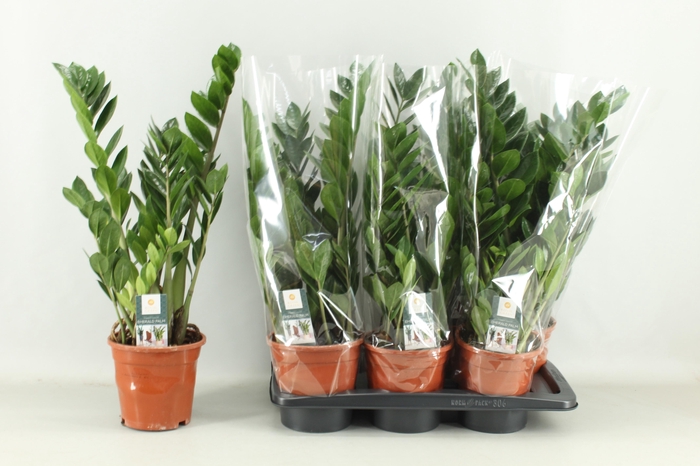 <h4>ZAMIO ZAMIIFOLIA</h4>