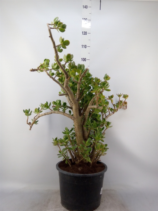 <h4>Crassula ovata</h4>