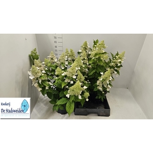 HYDR PANICULATA