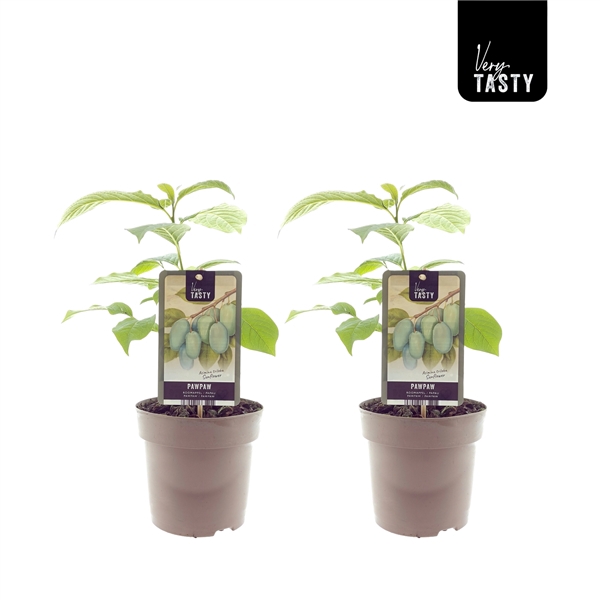 <h4>Asimina Sunflower</h4>