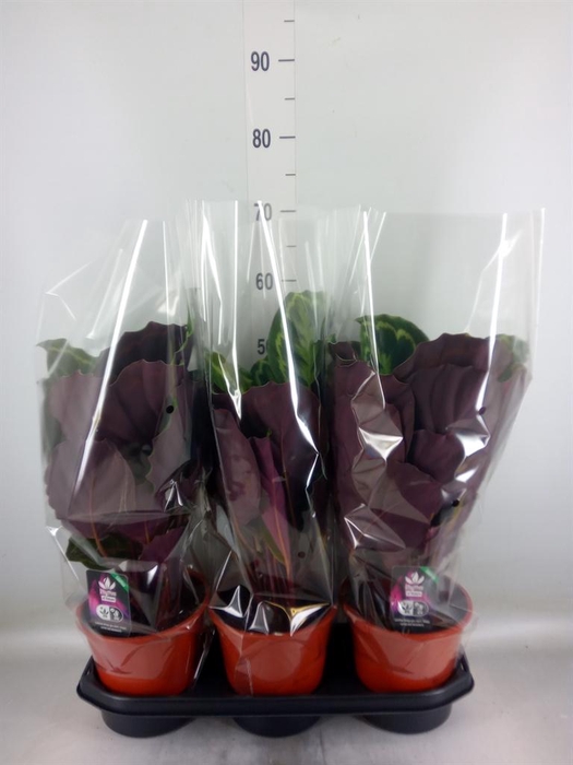 <h4>Calathea  'Medallion'</h4>