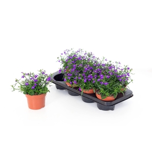 Lobelia Erinus Violet 13