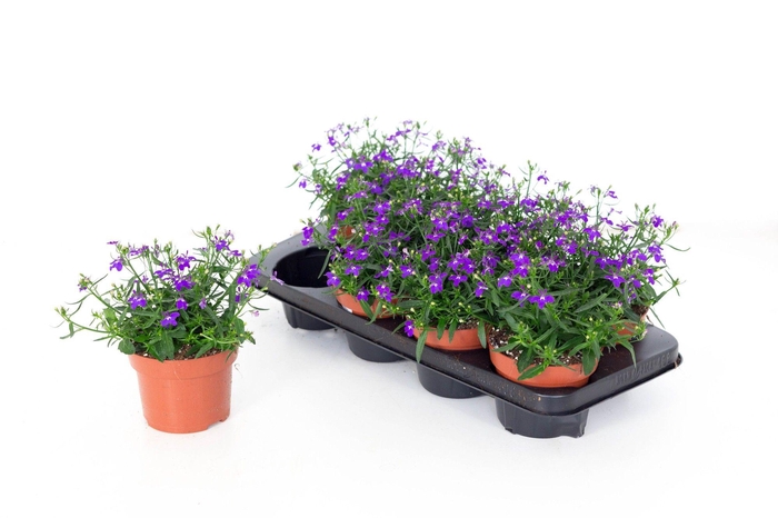 <h4>Lobelia Erinus Violet 13</h4>
