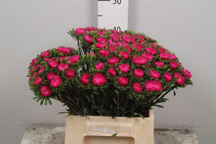 <h4>Callis Hot Pink</h4>