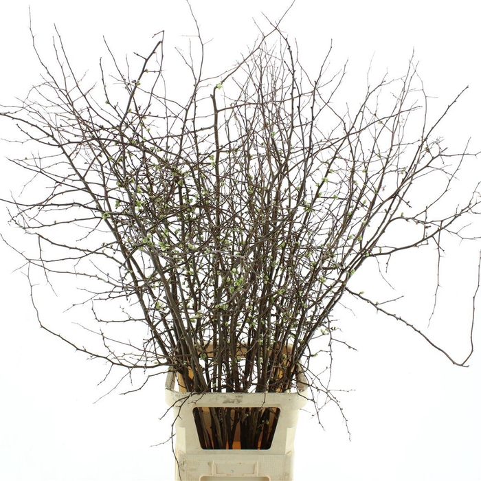 <h4>Chaenomeles White</h4>